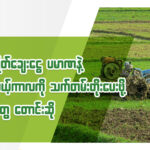 တောင်သူတွေအတွက် စိုက်ပျိုးစရိတ်ချေးငွေ မနက်ဖြန်မှာ ထုတ်ချေးပေးမယ်၊ ချေးငွေက မြေဩဇာဖို့ပင်မရလို့ တောင်သူတွေ အခက်ကြုံနေ