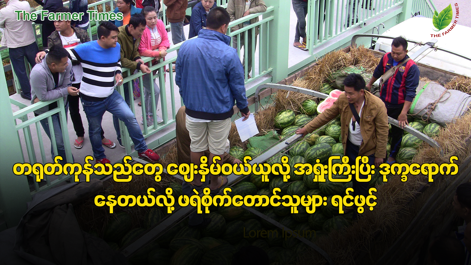 တရုတ်ကုန်သည်တွေ စျေးနှိမ်ဝယ်ယူလို့ အရှုံးကြီးပြီး ဒုက္ခရောက်နေတယ်လို့ ဖရဲစိုက်တောင်သူများ ပြော