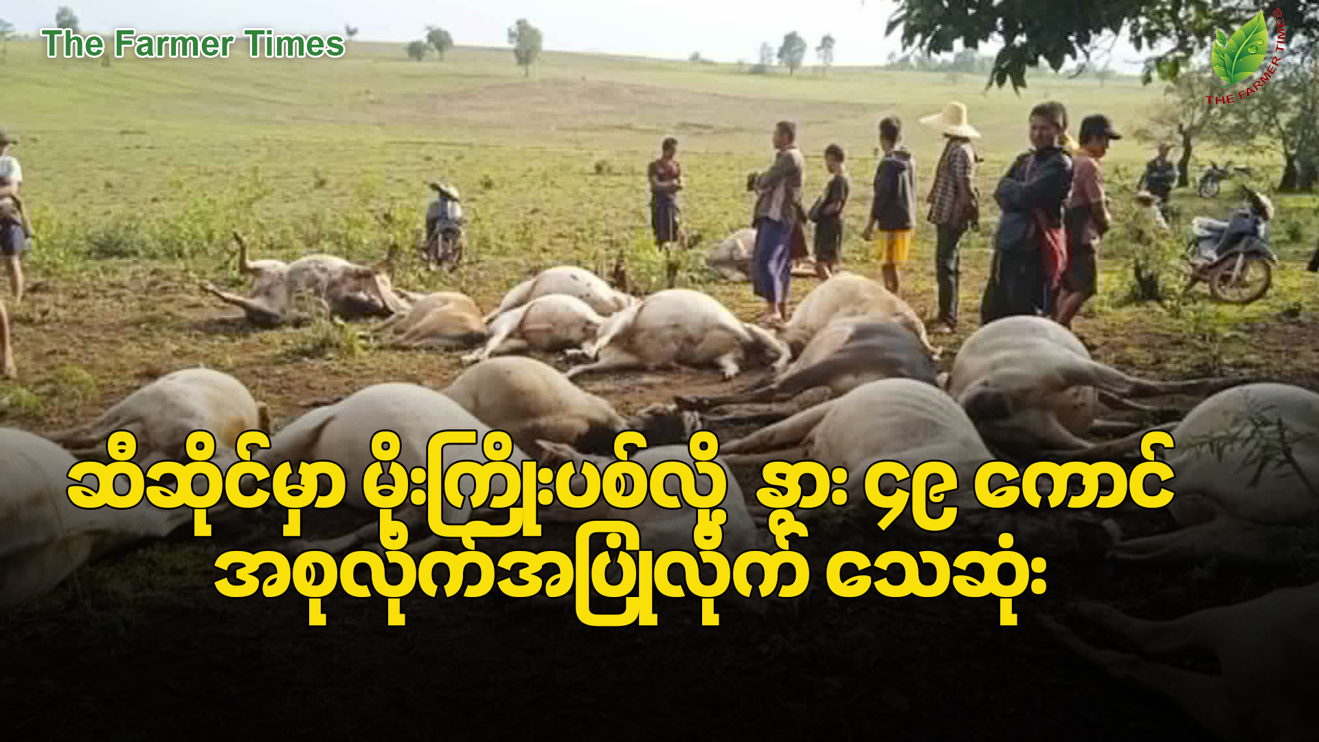 ဆီဆိုင်မြို့နယ်မှာ မိုးကြိုးပစ်ချလို့ နွား ၄၉ ကောင် အစုလိုက်အပြုံလိုက် သေဆုံး