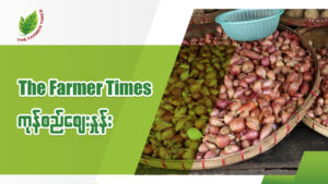 ဘုရင့်နောင်ကုန်စည်ဒိုင်မှာ ပို့ကုန်ပဲတွေ ပုံမှန်အရောင်းအဝယ်ဖြစ်နေပြီး ကြက်သွန်၊ အာလူးနဲ့ ရေထွက် ကုန်များ စျေးတည်ငြိမ်နေ(ရုပ်/ သံ)