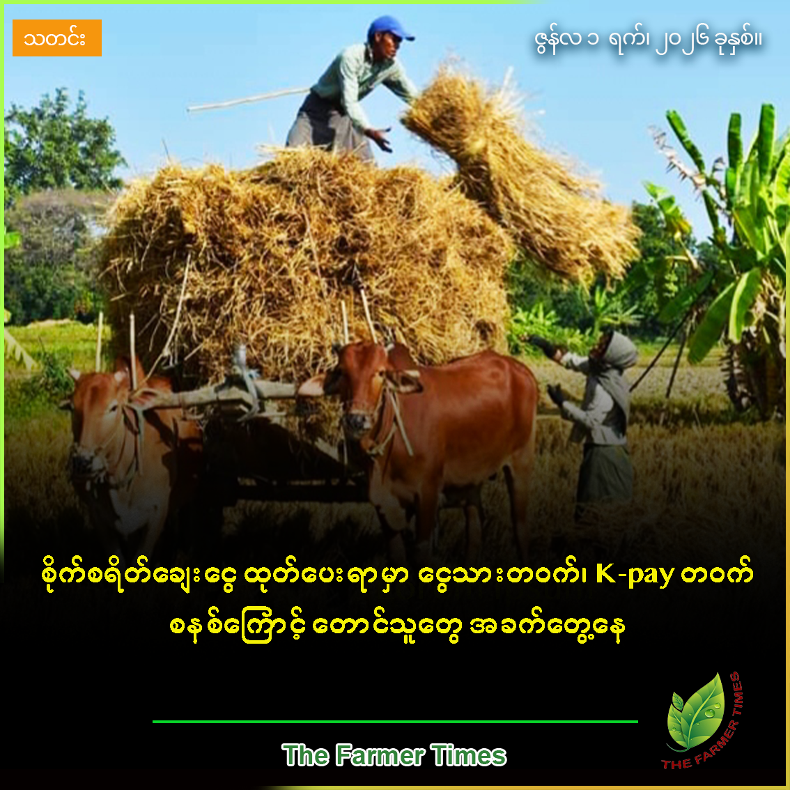 စိုက်စရိတ်ချေးငွေ ထုတ်ချေးပေးရာမှာ ငွေသားတဝက်၊ K-pay တဝက်စနစ်ကြောင့် တောင်သူတွေ ထပ်ဆင့်ကုန်ကျမှုတွေ ရှိနေဟုဆို
