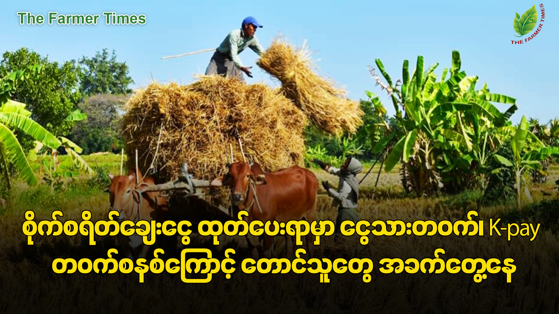 စိုက်စရိတ်ချေးငွေ ထုတ်ပေးရာမှာ ငွေသားတဝက်၊ K-pay တဝက်စနစ်ကြောင့် ထပ်ဆင့်ကုန်ကျမှု တွေရှိနေဟု တောင်သူများဆို