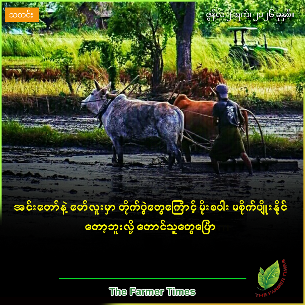 အင်းတော်နဲ့ မော်လူးမှာ တိုက်ပွဲတွေကြောင့် မိုးစပါး မစိုက်ပျိုးနိုင်တော့ဘူးလို့ တောင်သူတွေပြော