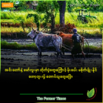အင်းတော်နဲ့ မော်လူးမှာ တိုက်ပွဲတွေကြောင့် မိုးစပါး မစိုက်ပျိုးနိုင်တော့ဘူးလို့ တောင်သူတွေပြော
