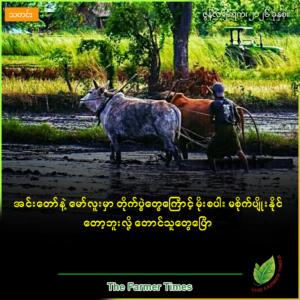 အင်းတော်နဲ့ မော်လူးမှာ တိုက်ပွဲတွေကြောင့် မိုးစပါး မစိုက်ပျိုးနိုင်တော့ဘူးလို့ တောင်သူတွေပြော
