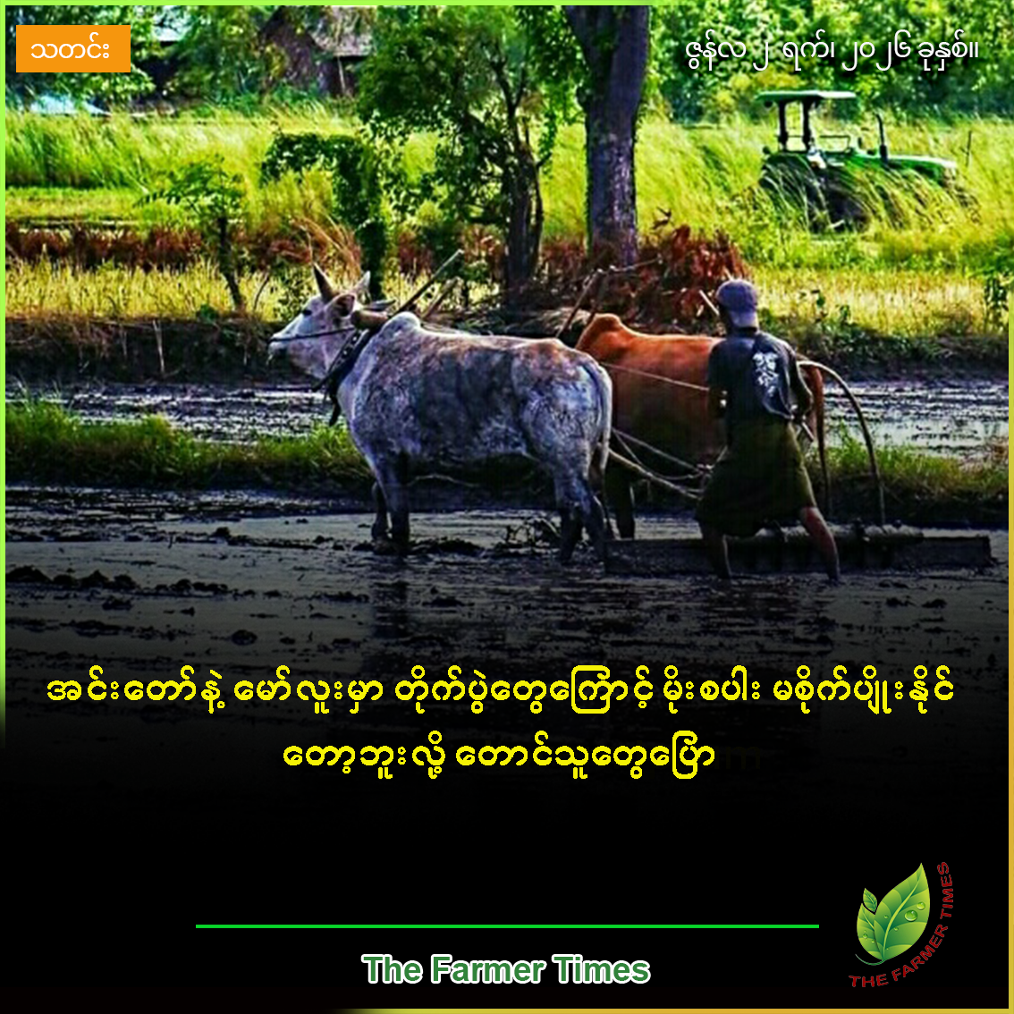 အင်းတော်နဲ့ မော်လူးမှာ တိုက်ပွဲတွေကြောင့် မိုးစပါး မစိုက်ပျိုးနိုင်တော့ဘူးလို့ တောင်သူတွေပြော